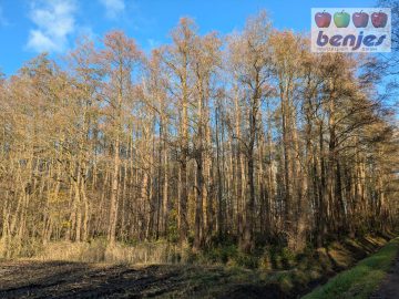 Verkauf: 3,4 ha Erlenwald in der Gemarkung Klein Lessen, 27232 Sulingen / Klein Lessen, Jagd- und Forstwirschaft