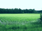 Verkauf: 5.38.53 ha Ackerland inkl. 432 m² Weg in der Gemarkung Hesterberg - Landverkauf in Hesterberg