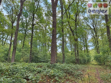 Verkauf: 5.24.95 ha Laubwald in der Gemarkung Haßbergen, 31626 Haßbergen, Bauprojekt