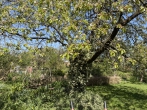 Romantisches Landhaus mit Charme und parkähnlichem Grundstück - Großer Wallnußbaum